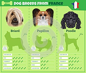 Dogs breed infographics types of dog breeds from France