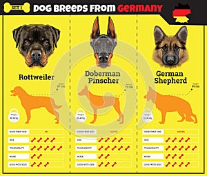 Dogs breed infographics types of dog breeds from Germany photo