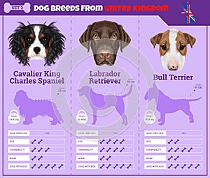 Dogs breed infographics types of dog breeds from United Kingdom.