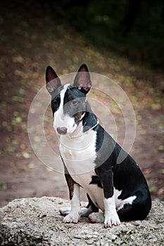 Dogs breed mini bull terrier black with a white breast sitting on a stone