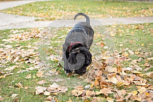Dogs breed Neapolitana mastino a walk in the autumn park.