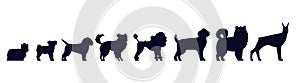 Dogs breed silhouettes. Pedigree puppies as doberman and malamute, Labrador and poodle, shepherd