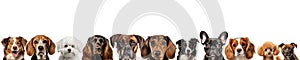 dogs breeds collection