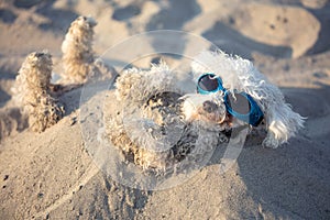 Dogs buried in the sand at the beach on summer vacation holidays