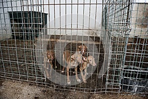 Dogs in a cage