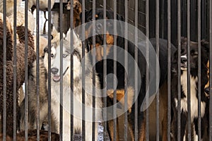 Dogs in a cage - including a Siberian Husky with blue eyes looking wistfully out from behind bars at a doggie daycare