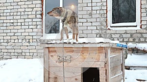 Dogs in cages and booths on a chain live in a shelter in the winter