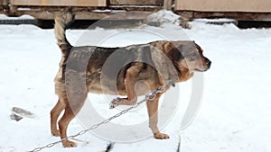 Dogs in cages and booths on a chain live in a shelter in the winter