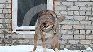 Dogs in cages and booths on a chain live in a shelter in the winter