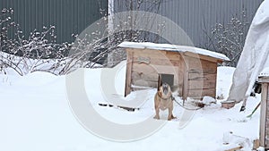 Dogs in cages and booths on a chain live in a shelter in the winter