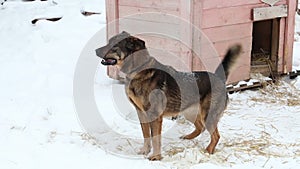 Dogs in cages and booths on a chain live in a shelter in the winter
