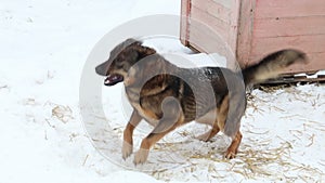 Dogs in cages and booths on a chain live in a shelter in the winter