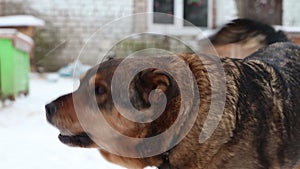 Dogs in cages and booths on a chain live in a shelter in the winter