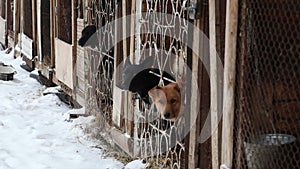 Dogs in cages and booths on a chain live in a shelter in the winter