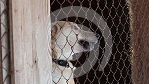 Dogs in cages and booths on a chain live in a shelter in the winter