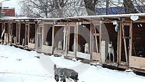 Dogs in cages and booths on a chain live in a shelter in the winter