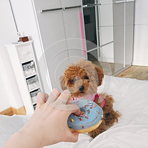 Dogs can`t eat sweets