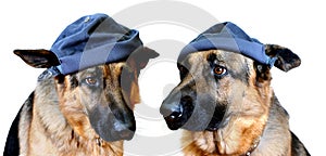 Dogs In Caps