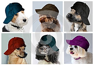 Dogs with caps