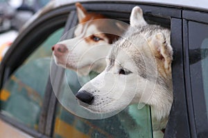 Dogs in the car. Transportation of pets in the car. Husky