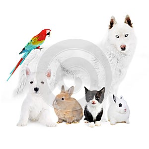 Dogs,cat, bird, rabbits