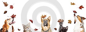 Dogs and Cats With Falling Autumn Leaves