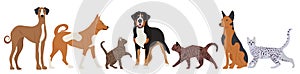 Dogs and cats in flat design isolated