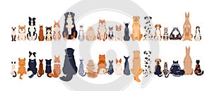 Dogs and cats, front and back rear views, tails. Canine and feline animals group sitting in row, line. Many pets breeds