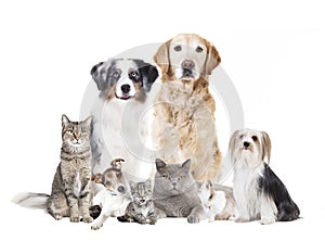 Dogs cats isolated photo