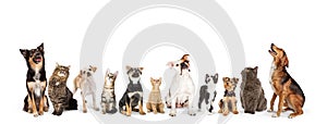 Dogs and Cats Looking Up Into Web Banner