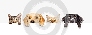 Dogs and Cats Peeking Over Web Banner