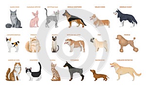 Dogs and cats set.