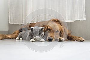 Dogs and cats snuggle together