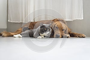 Dogs and cats snuggle together