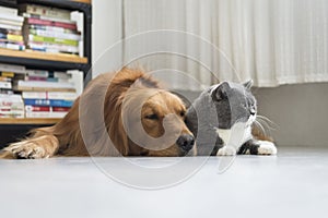 Dogs and cats snuggle together