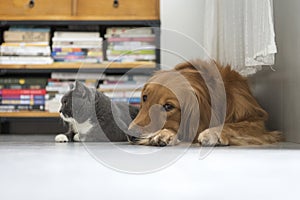 Dogs and cats snuggle together