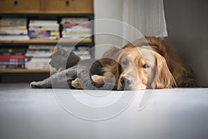 Dogs and cats snuggle together