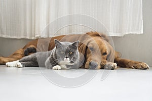 Dogs and cats snuggle together