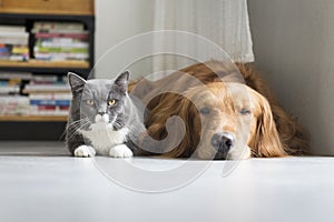 Dogs and cats snuggle together