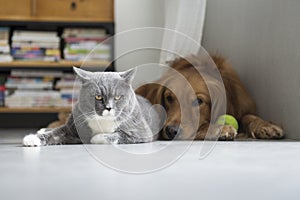 Dogs and cats snuggle together