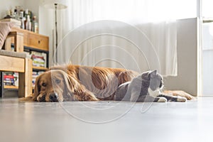 Dogs and cats snuggle together