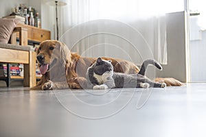 Dogs and cats snuggle together