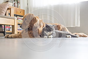 Dogs and cats snuggle together