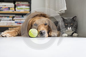 Dogs and cats snuggle together