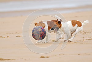 Dogs chasing a ball