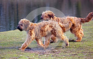 Dogs chasing each other