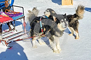 The dogs in the China`s snow town