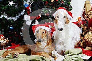 Dogs with christmas greetings