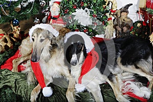 Dogs with christmas greetings