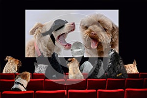 Dogs in cinema looking a music movie